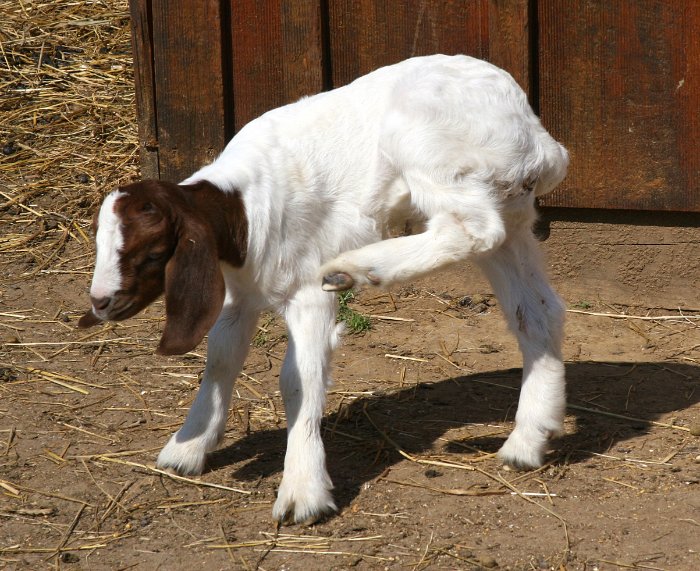 Young Goat with an Itch